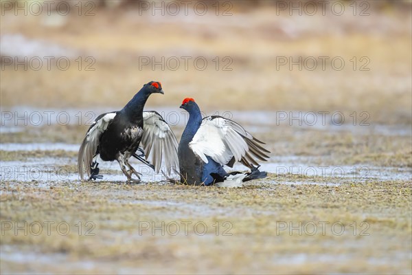 Black Grouse