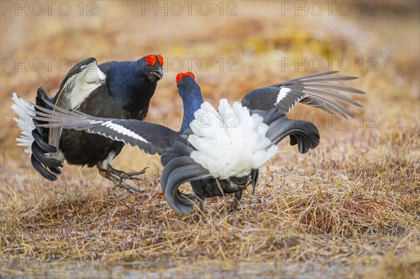 Black Grouse