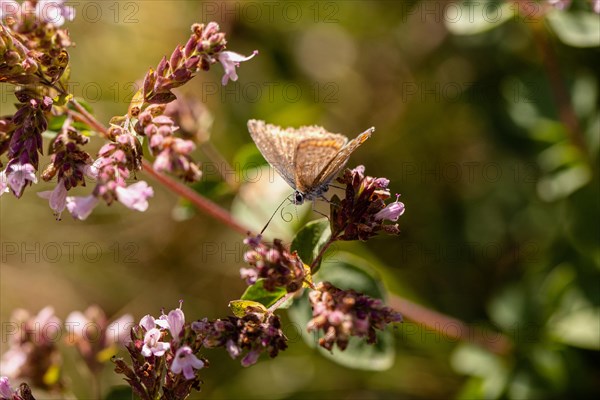 Sunflower blue sits with curled proboscis on oregano flower