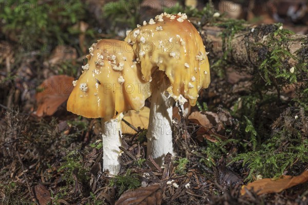 Daffodil yellow bulbous mushroom