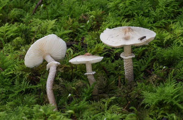 Strong-smelling grain umbrella mushroom