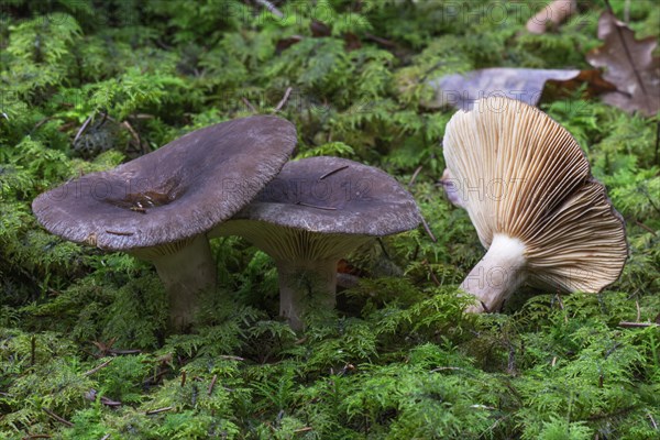 Russula acrifolia