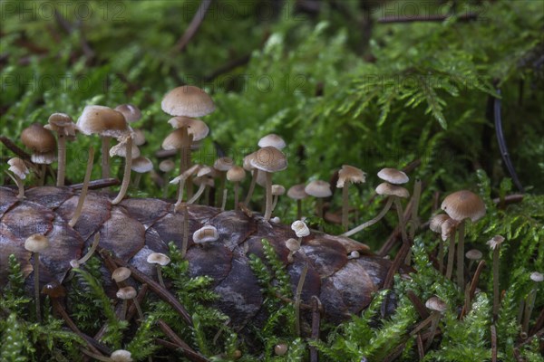 Conifer cone cap