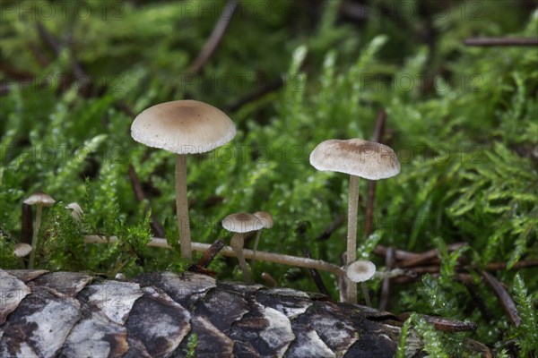 Conifer cone cap