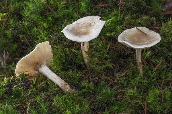 White anise fungus