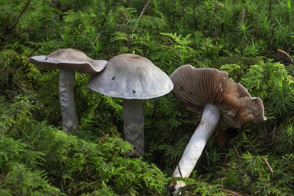 Hydrocybe