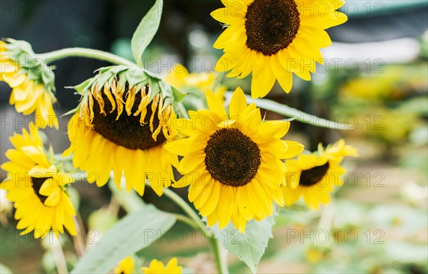 Beautiful sunflowers in a natural garden on a sunny day. Details of sunflowers and petals. Five yellow sunflowers in a garden