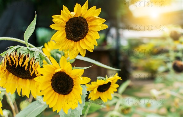 Four yellow sunflowers in a garden