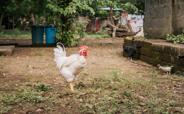 Rooster with Hen and Chicks in a Dirt Yard