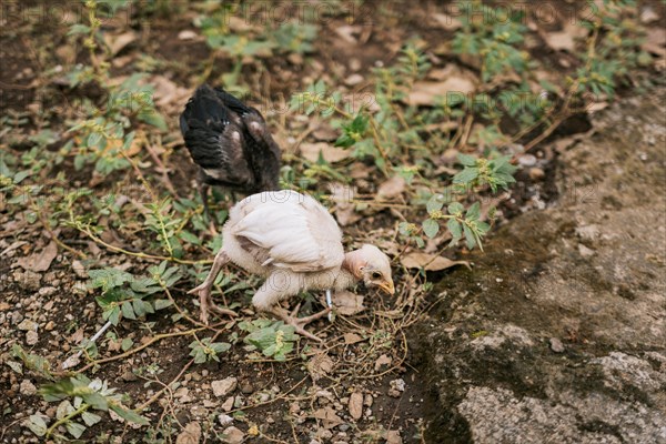 Two chicks in the yard looking for food