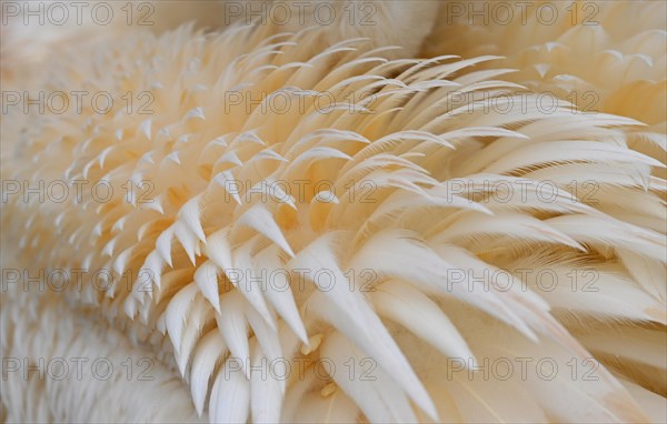 Plumage of the great white pelican