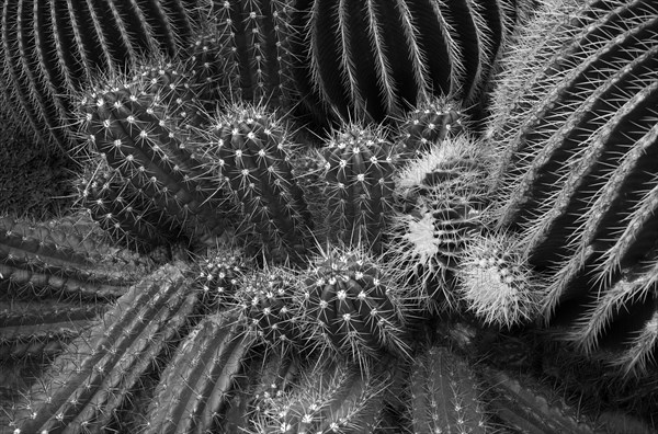 Cactus golden barrel cactus