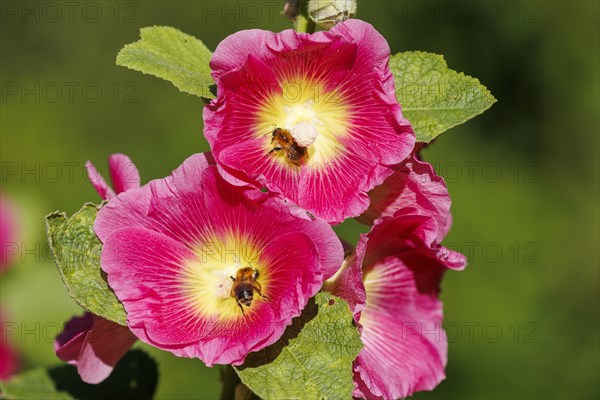 Common hollyhock