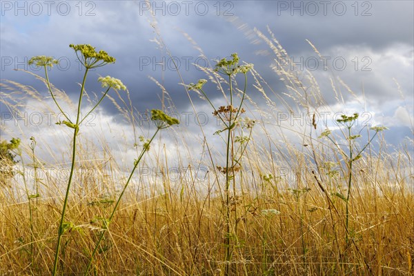 Wild carrot