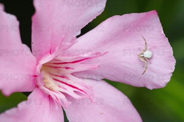 Goldenrod crab spider