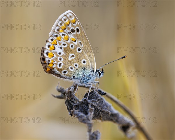 Common blue butterfly