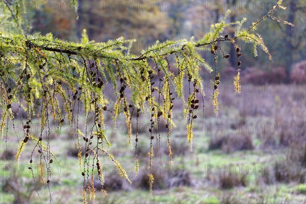 European larch