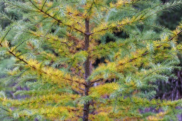 European larch