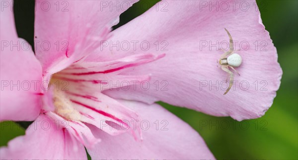 Goldenrod crab spider