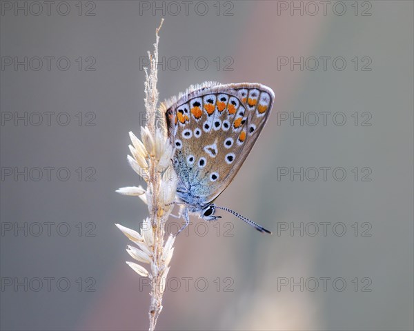 Common blue butterfly