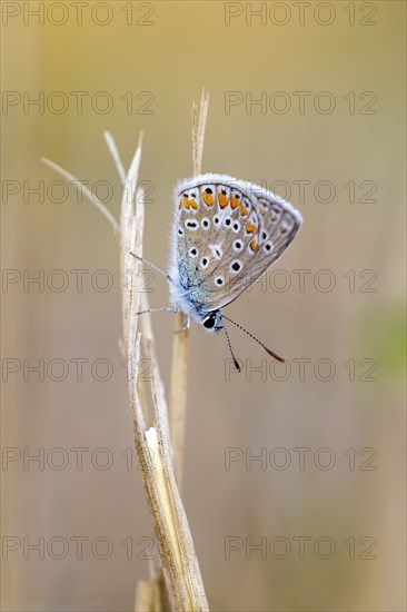 Common blue butterfly