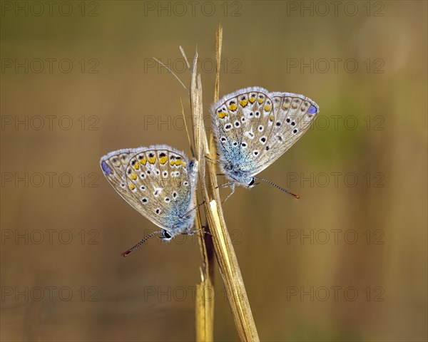 Common blue butterfly