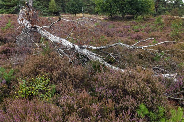 Heath blossom in the Hoge Veluwe National Park