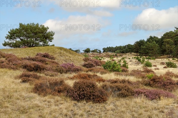 Heath blossom in the Hoge Veluwe National Park