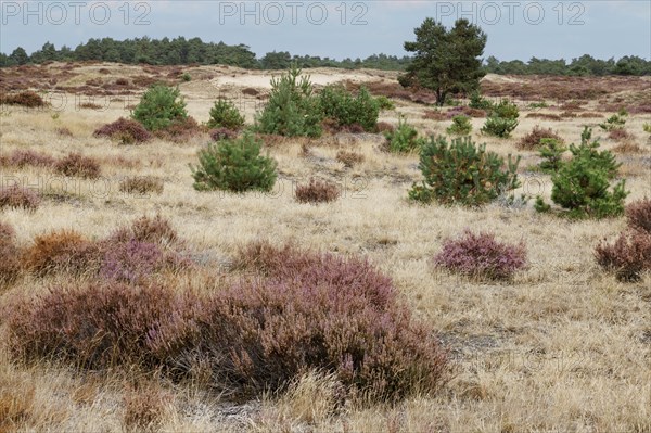 Heath blossom in the Hoge Veluwe National Park