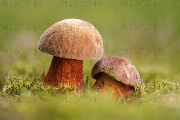 Lurid bolete