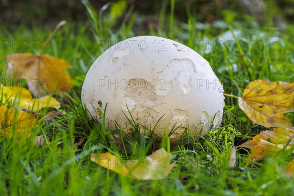 Giant puffball