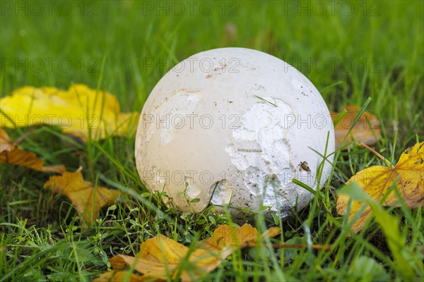 Giant puffball