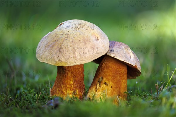 Lurid bolete