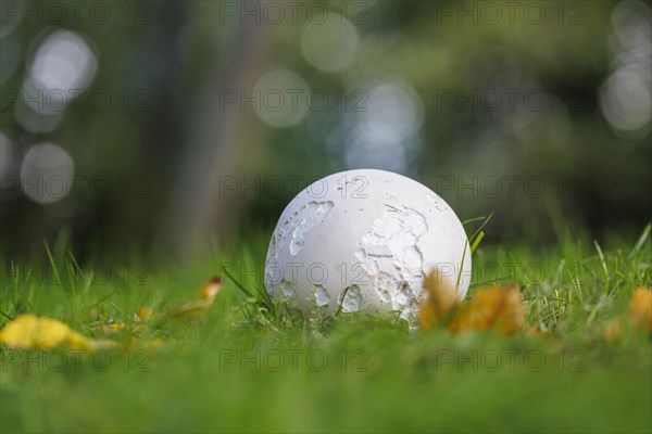 Giant puffball