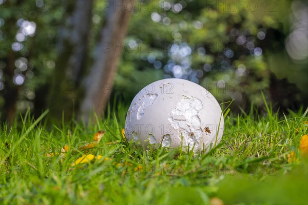 Giant puffball