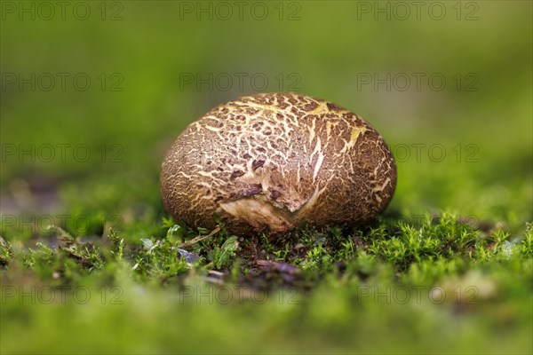 Earthball