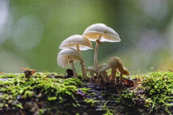 Porcelain fungus