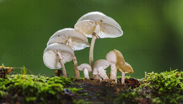 Porcelain fungus