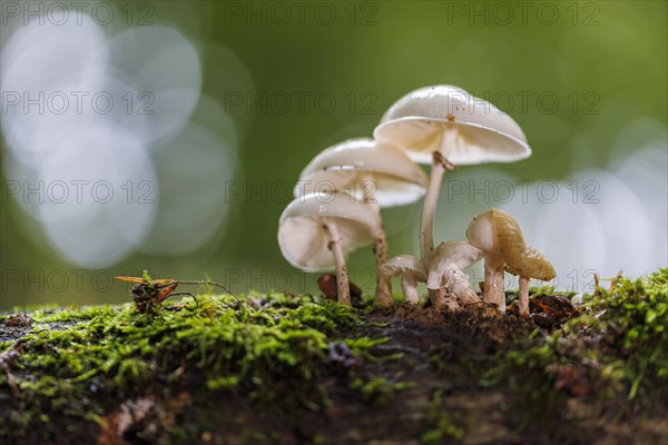 Porcelain fungus