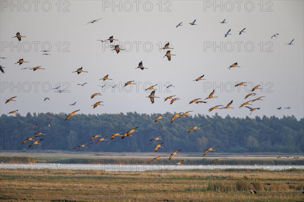 Common crane