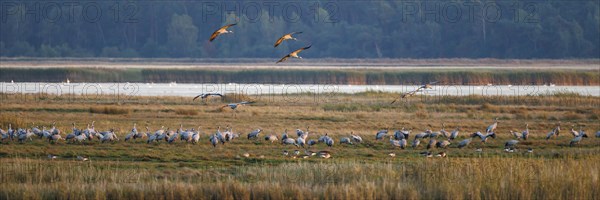 Common crane