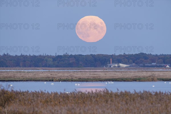 Moonrise