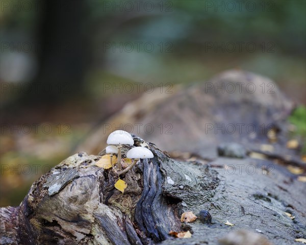 Porcelain fungus