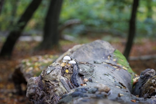 Porcelain fungus