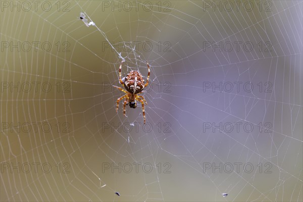 European garden spider