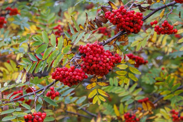 European rowan