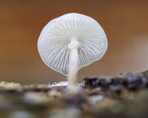 Porcelain fungus