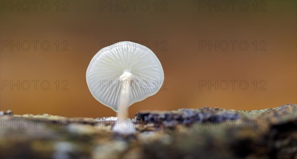 Porcelain fungus