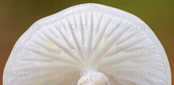 Porcelain fungus