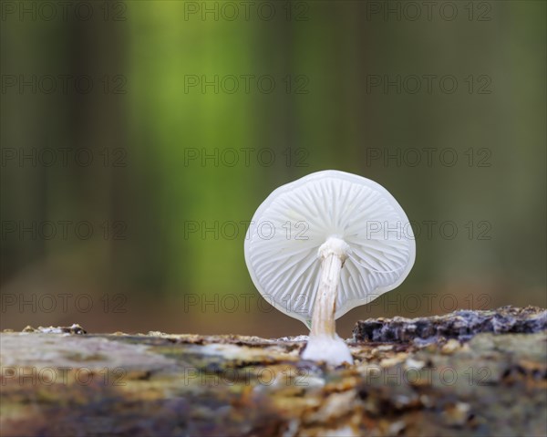 Porcelain fungus